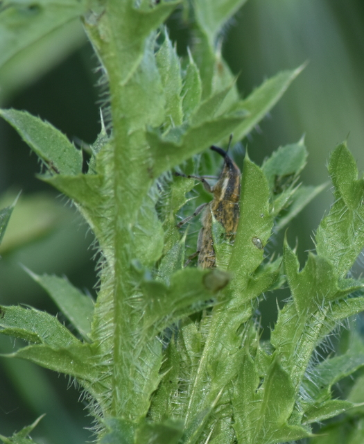Lixus cardui/filiformis