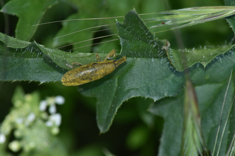 Lixus pulverulentus - mályvafúró dudvabarkó