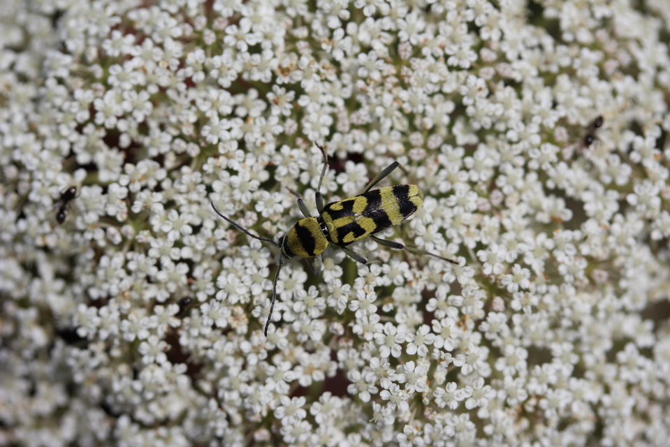 Chlorophorus varius - díszes darázscincér