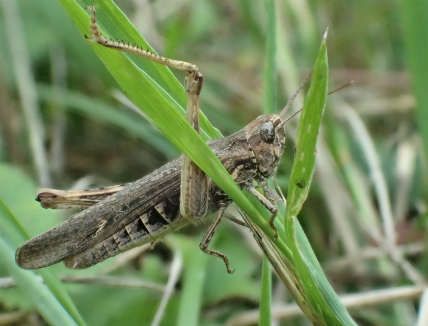Chorthippus brunneus - közönséges tarlósáska
