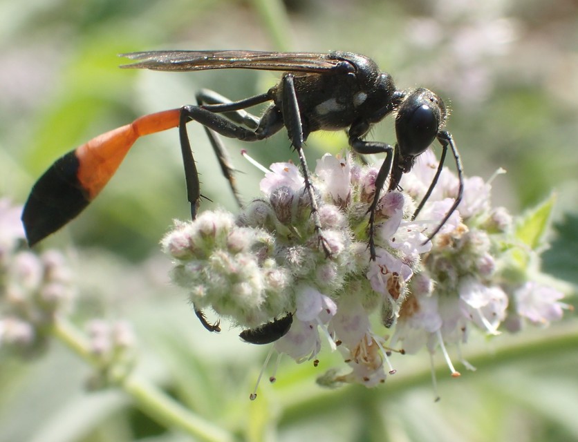 Ammophila