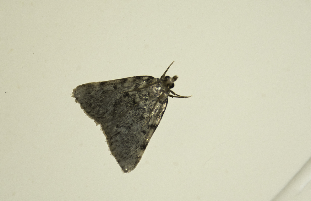Aglossa pinguinalis - zsiradékmoly