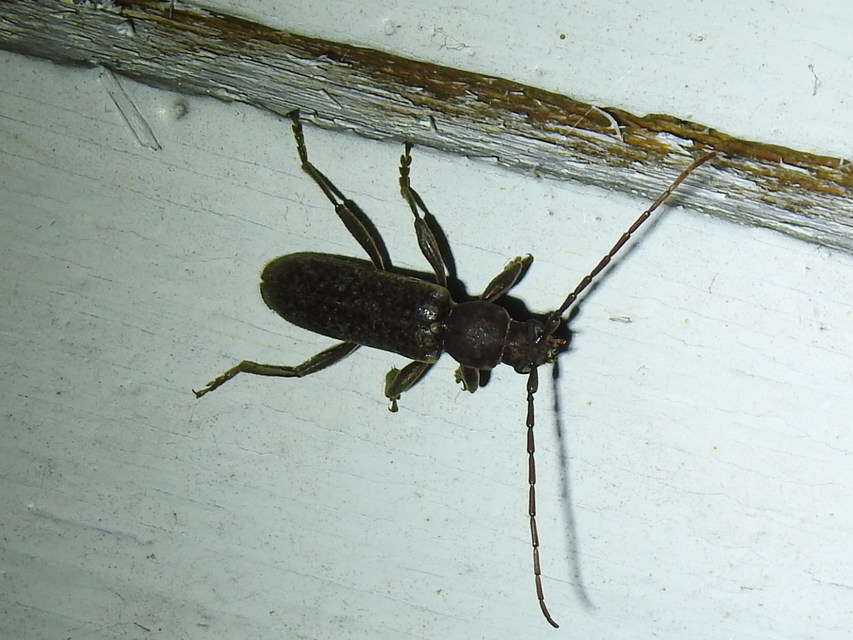 Trichoferus campestris - szállóvendég éjicincér