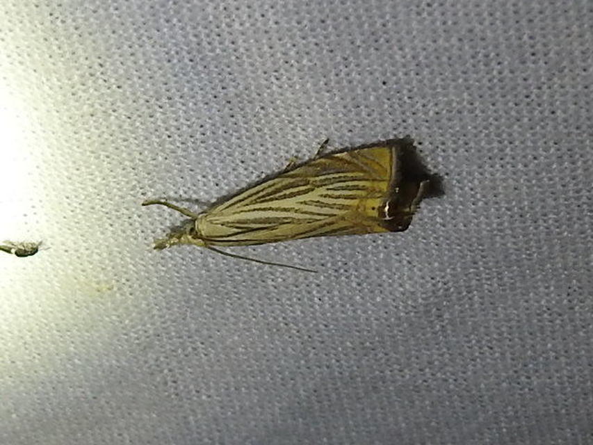 Chrysoteuchia culmella - kerti fűgyökérmoly