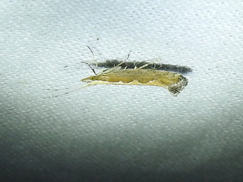 Plutella xylostella - káposztamoly