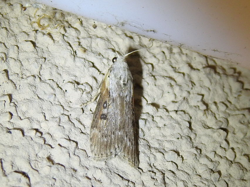 Lamoria anella - törmelékmoly