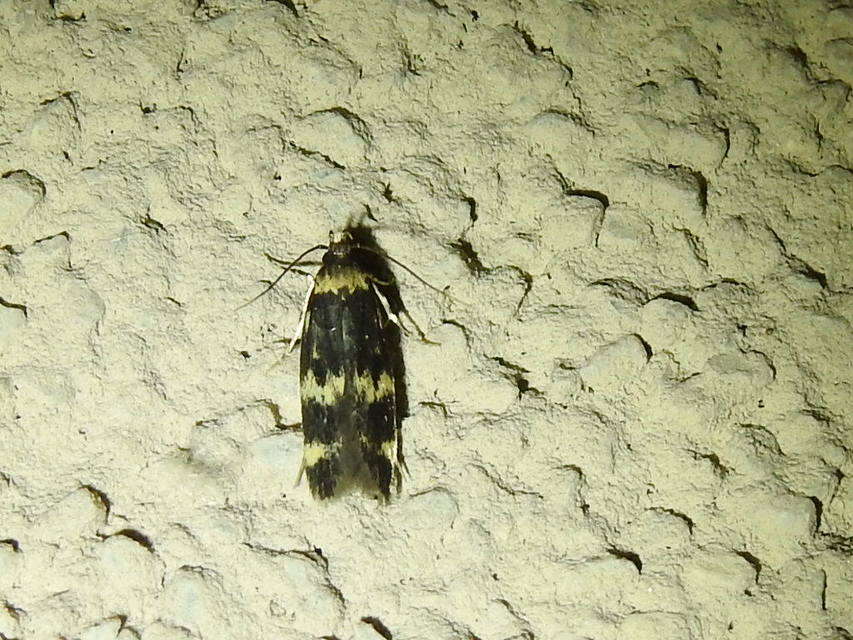 Oegoconia