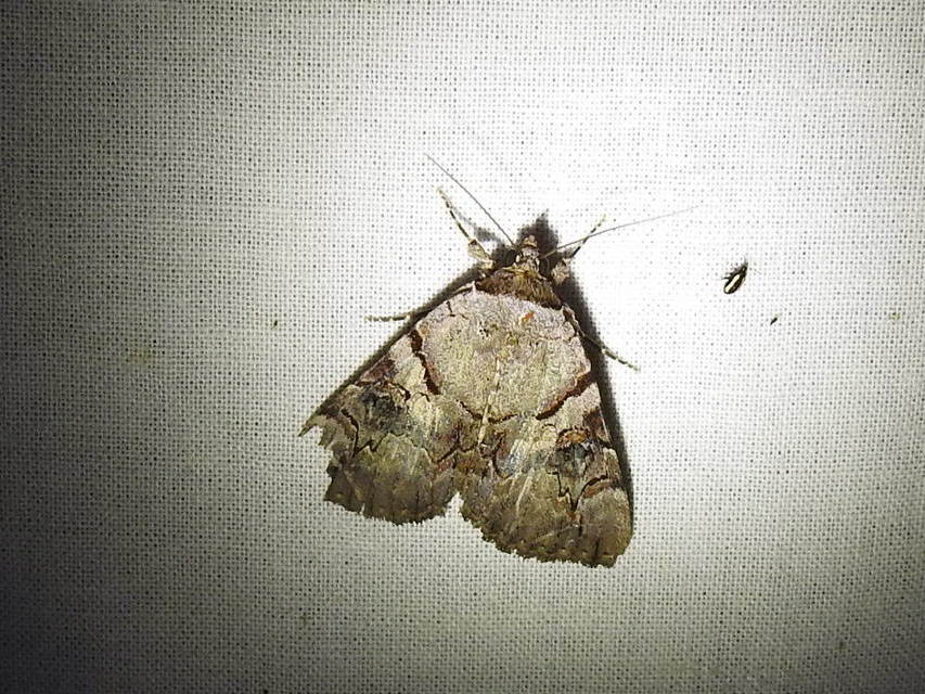Catocala hymenaea - kökény-övesbagoly
