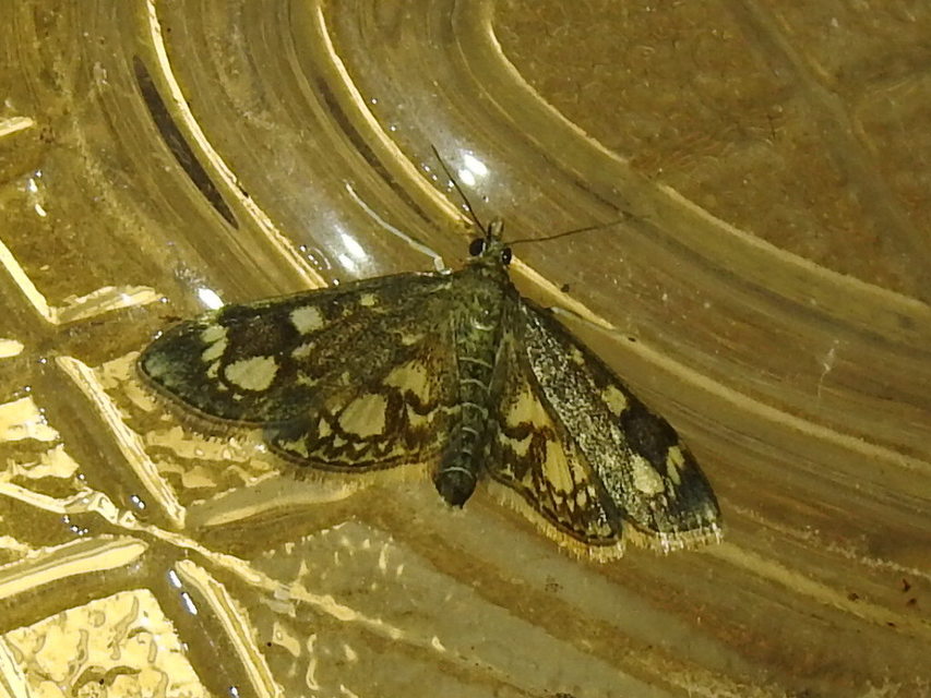 Anania coronata - koronás dudvamoly