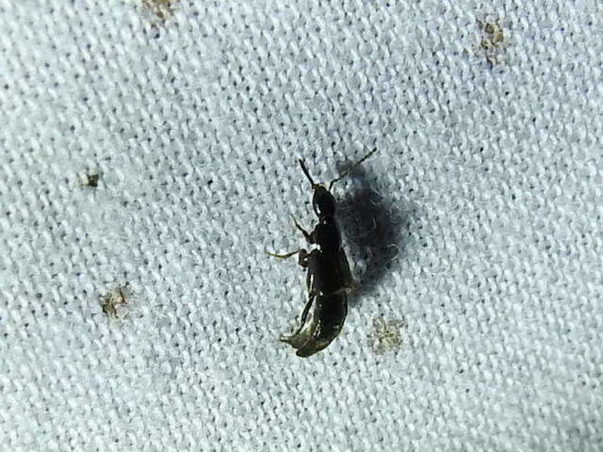 Philonthus