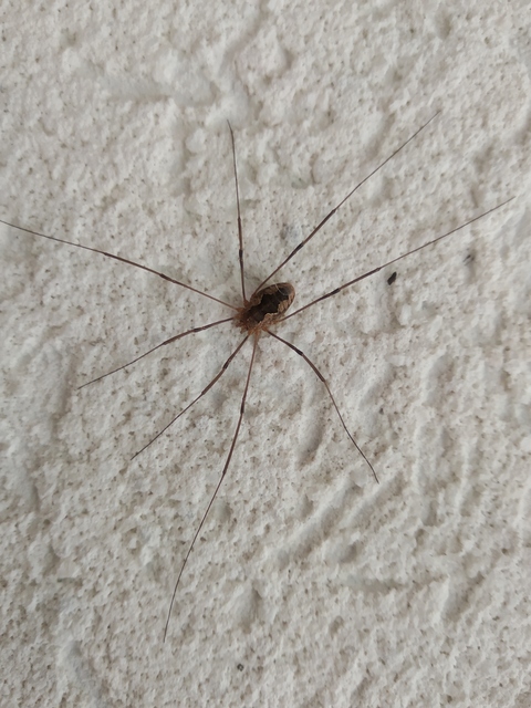 Phalangium opilio