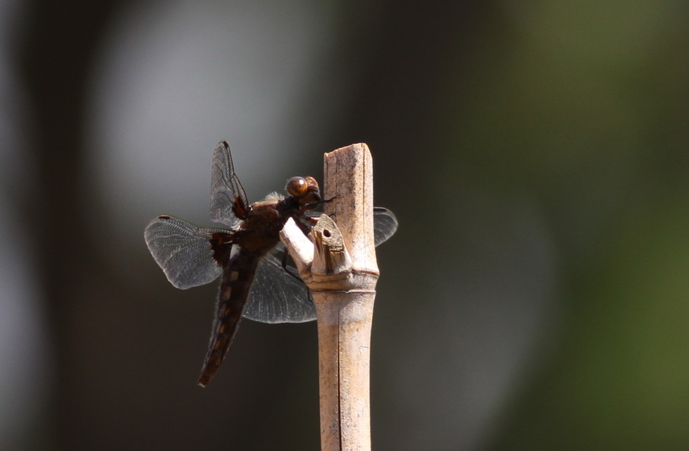 Libellula depressa - széles laposacsa