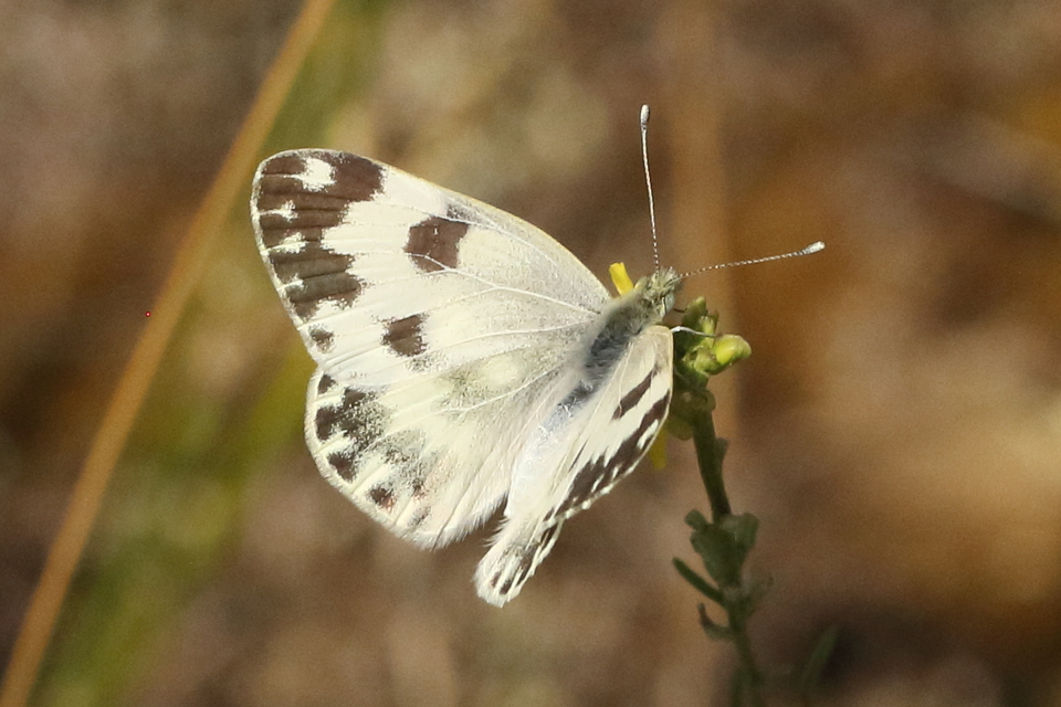 Pontia edusa - rezedalepke