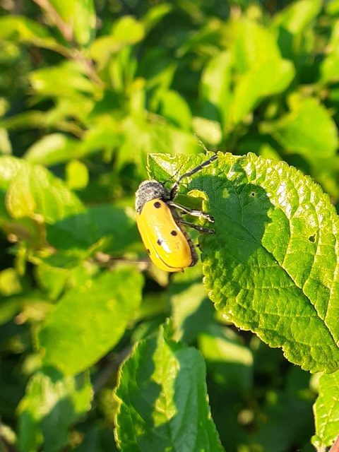 Lachnaia sexpunctata - szőrösnyakú zsákhordóbogár