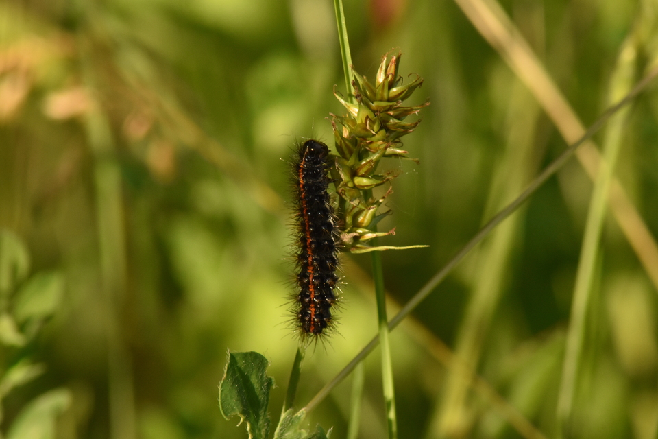 Spiris striata - csíkos molyszövő
