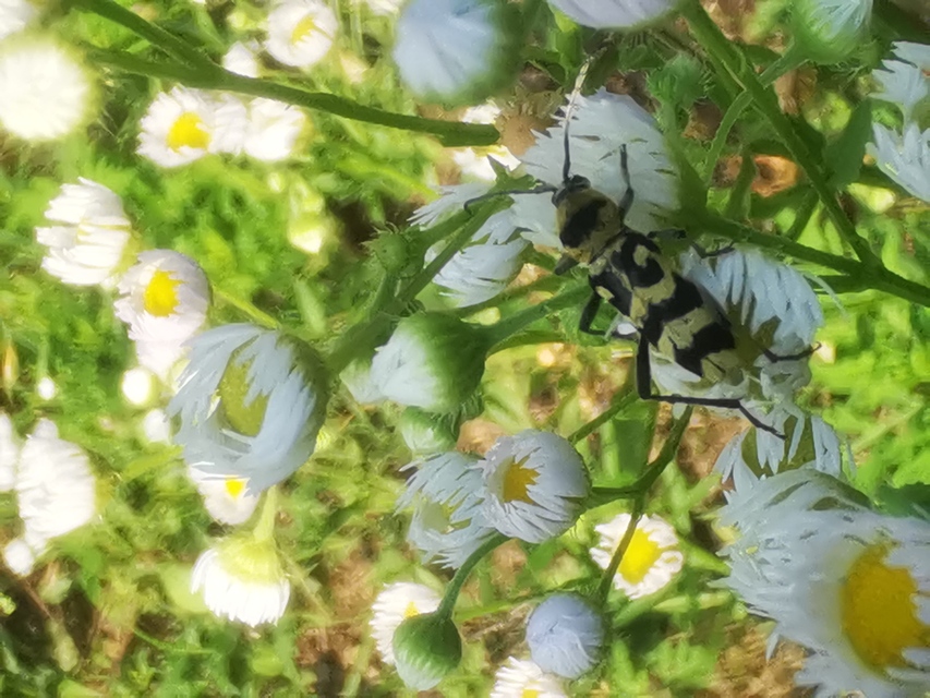 Chlorophorus varius - díszes darázscincér