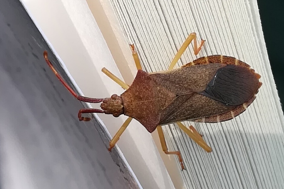 Gonocerus acuteangulatus - aranypetés karimáspoloska