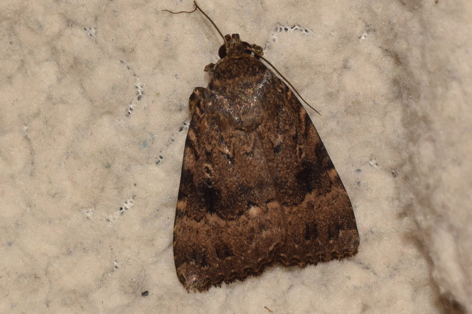 Amphipyra pyramidea - fahéjszínű bagoly