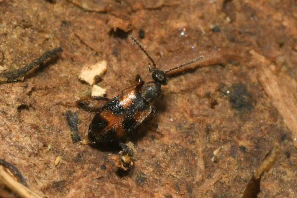 Anthicus antherinus - közönséges fürgebogár