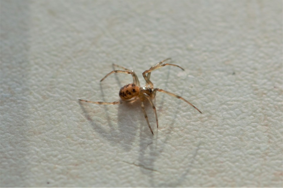 Steatoda triangulosa - háromszöges faggyúpók