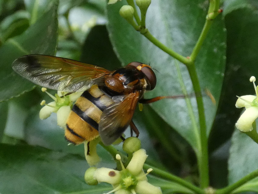 Volucella inanis - háromöves pihelégy