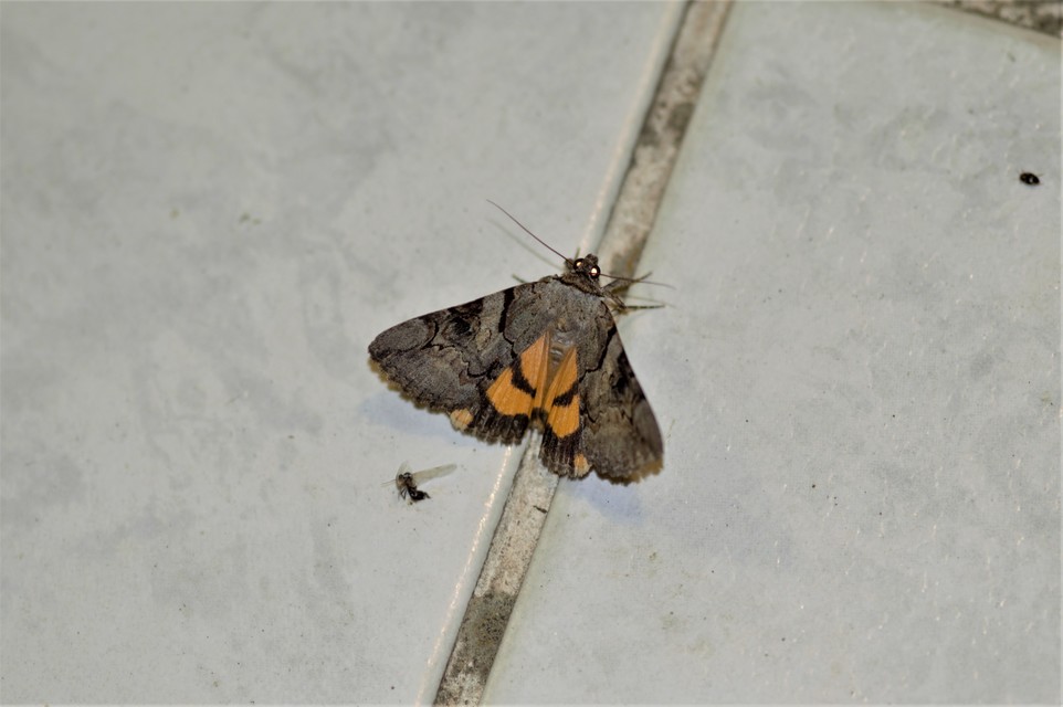Catocala hymenaea - kökény-övesbagoly