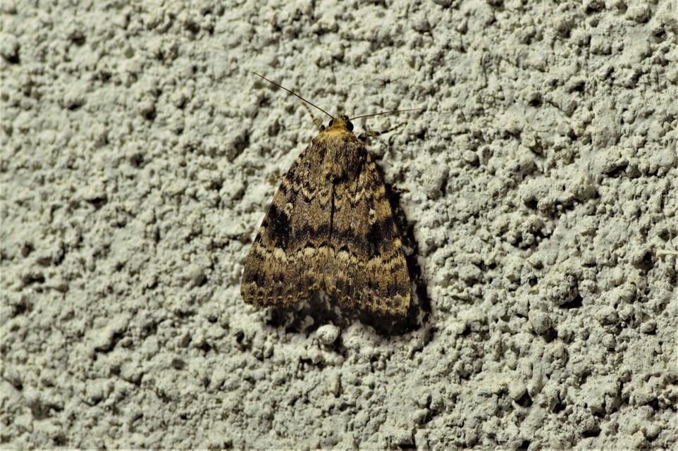 Amphipyra berbera/pyramidea