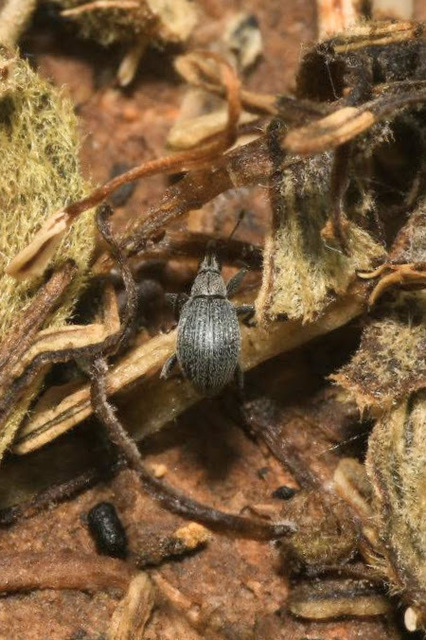 Eutrichapion Eutrichapion