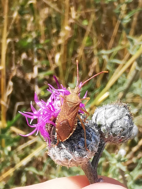 Gonocerus acuteangulatus - aranypetés karimáspoloska