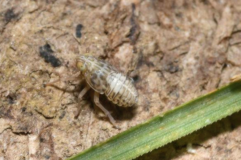 Delphacidae - sarkantyús kabócák