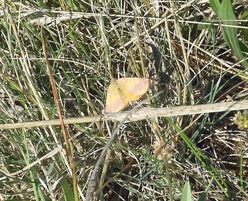 Lythria cruentaria - bíborcsíkos araszoló