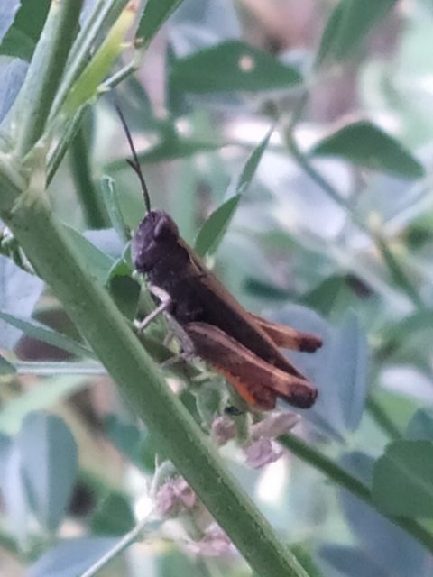 Omocestus rufipes - vöröshasú tarlósáska