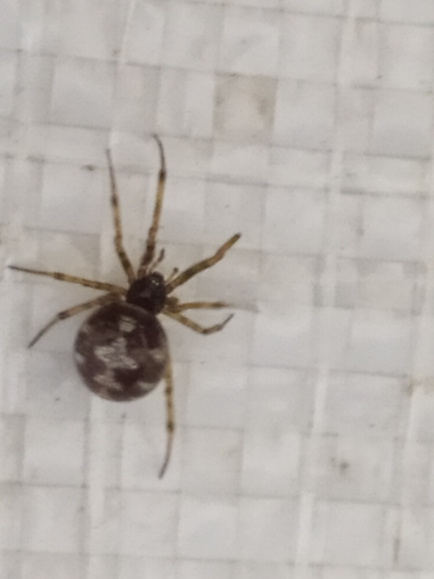 Steatoda triangulosa - háromszöges faggyúpók
