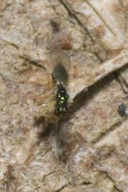 Eulophidae - karcsú fémfürkészek