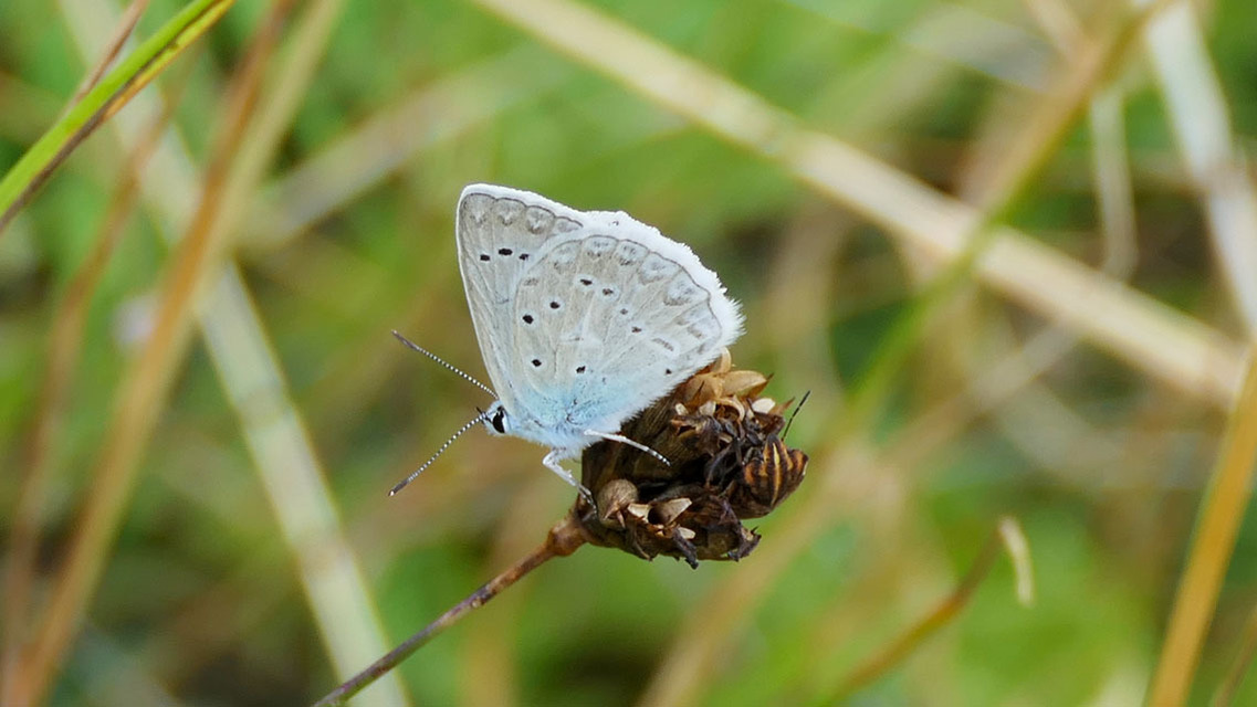 Polyommatus daphnis - csipkés boglárka