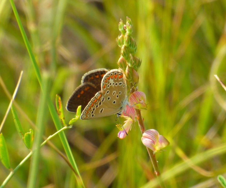 Polyommatus thersites - ibolyaszín boglárka