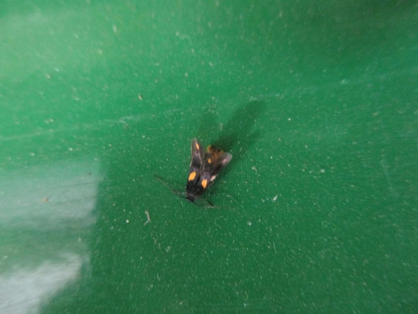 Scythris sinensis - aranyfarú zöldmoly