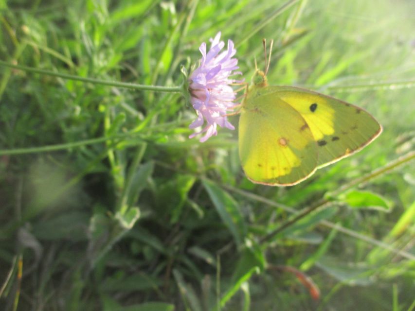 Colias erate - csángó-kéneslepke