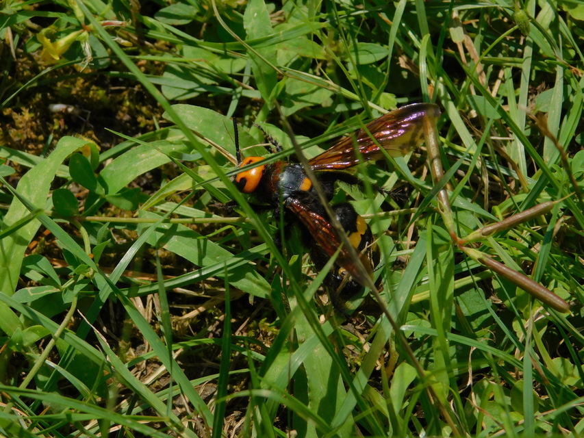Megascolia maculata - óriás-tőrösdarázs