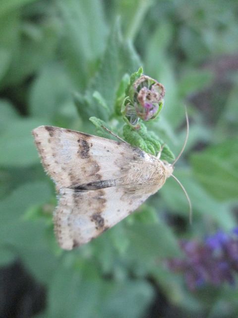 Heliothis viriplaca - mácsonyabagoly