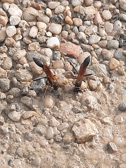 Sceliphron caementarium - feketenyelű lopódarázs