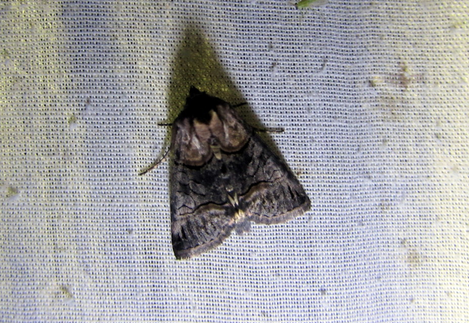 Abrostola triplasia - közönséges csalánbagoly
