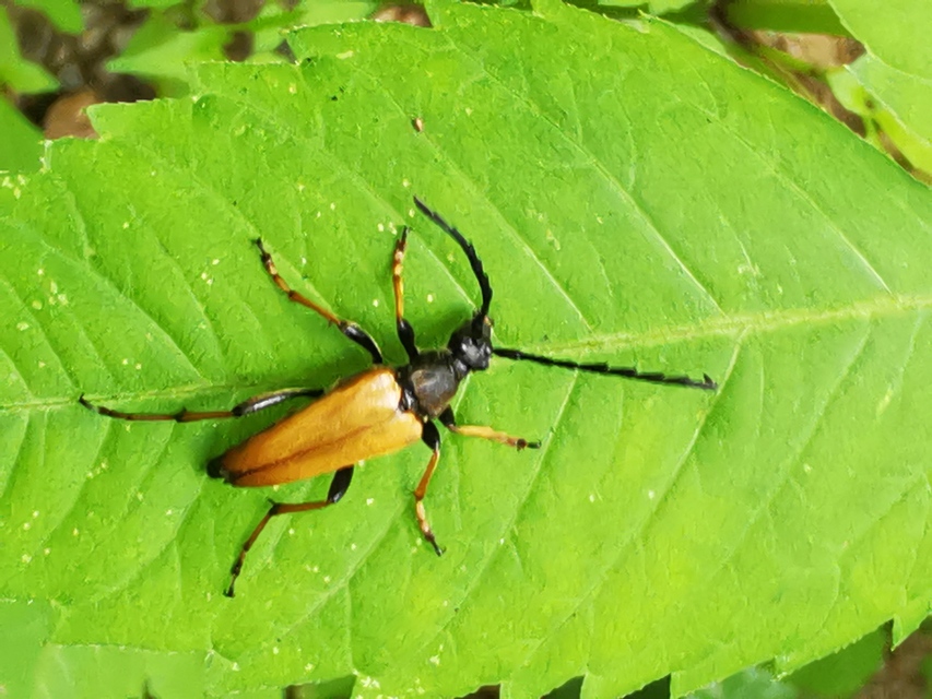 Stictoleptura rubra - vörös virágcincér