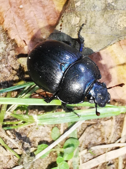 Anoplotrupes stercorosus - erdei álganéjtúró