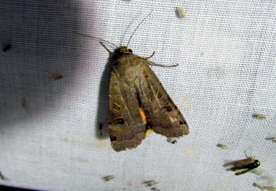 Noctua orbona - foltos sárgafűbagoly
