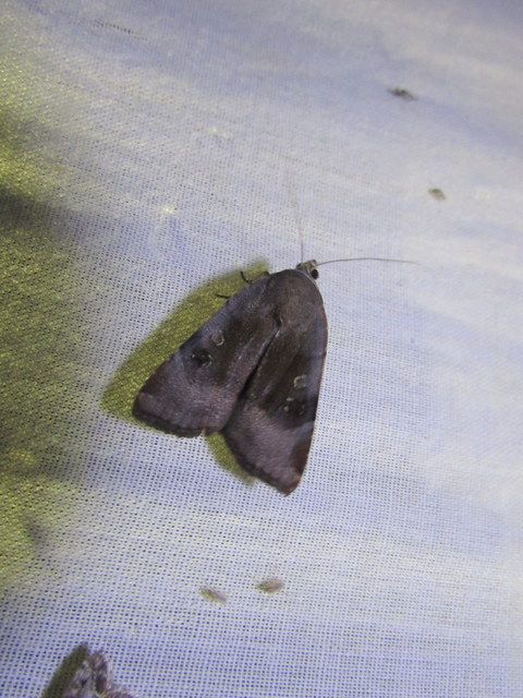 Noctua janthe/janthina