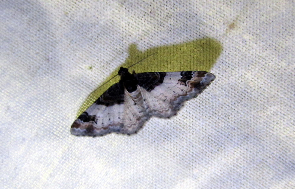 Catarhoe cuculata - csuklyás tarkaaraszoló
