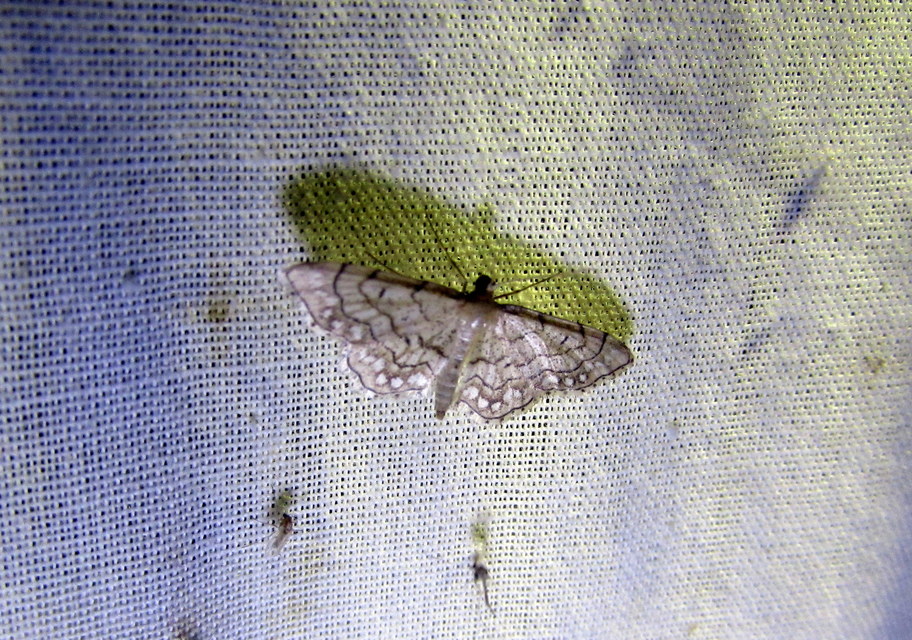 Idaea moniliata - gyöngyös apróaraszoló