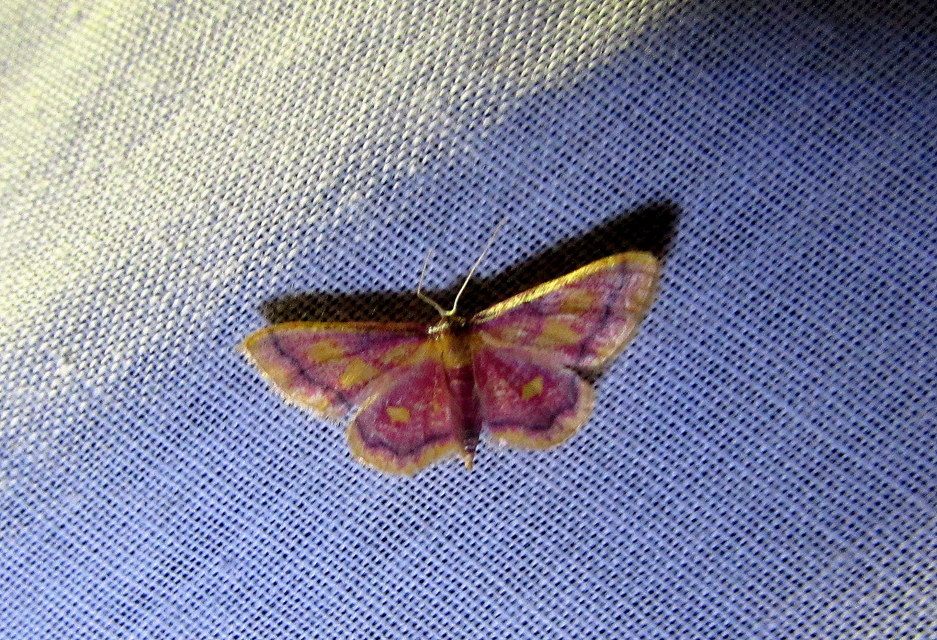 Idaea muricata - mocsári pirosaraszoló Idaea muricata - mocsári pirosaraszoló