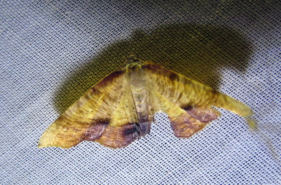 Plagodis dolabraria - baltaszárnyú araszoló